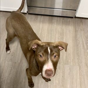 Meet your Posher, Molly